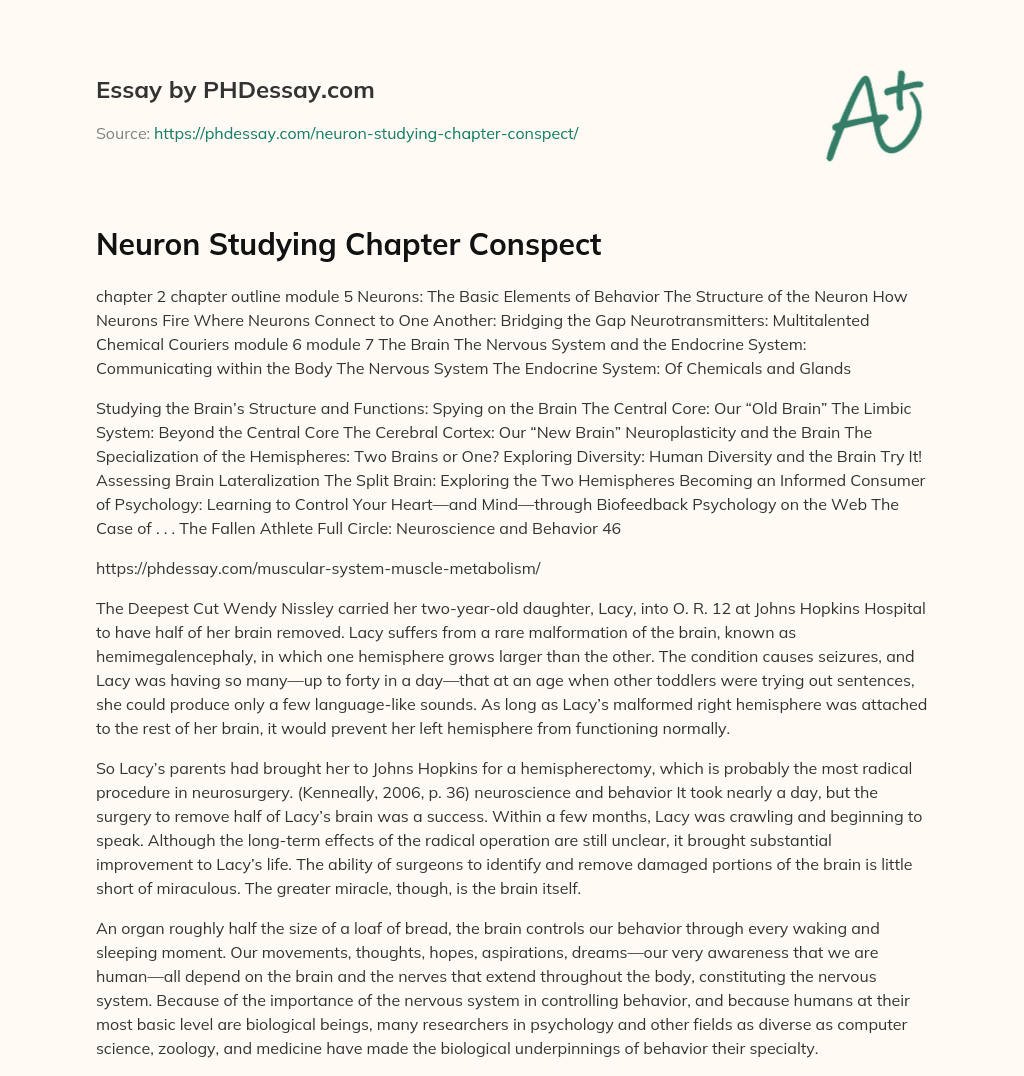 Neuron Studying Chapter Conspect essay
