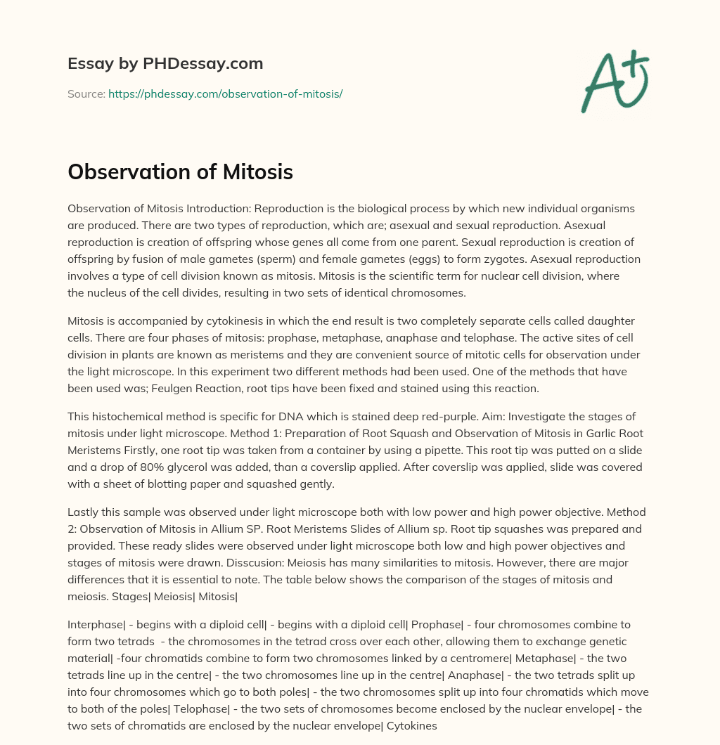 Observation of Mitosis essay