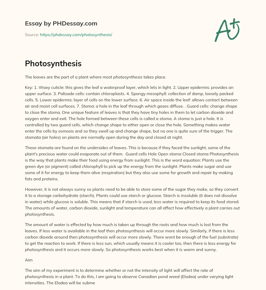 Photosynthesis essay