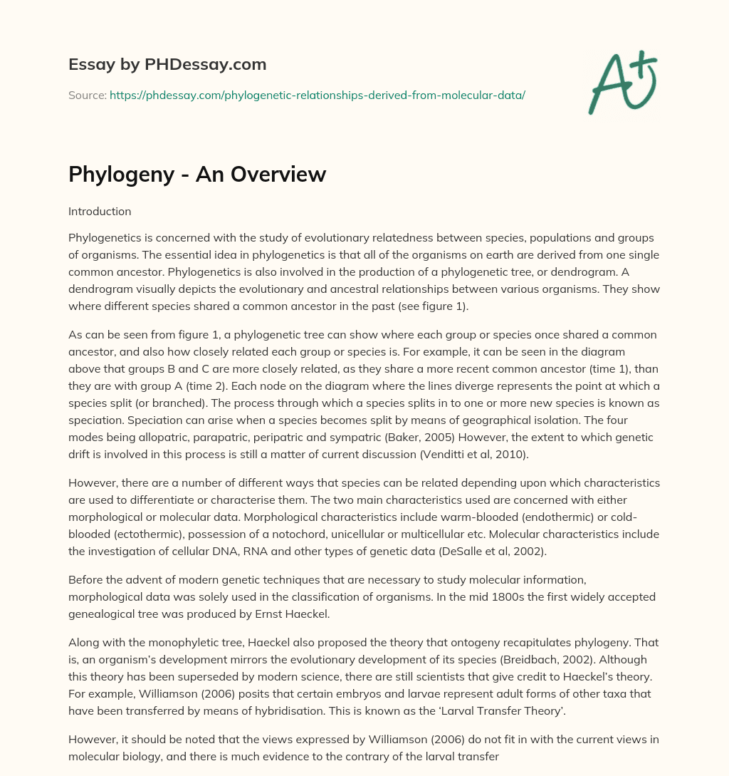 Phylogeny – An Overview essay
