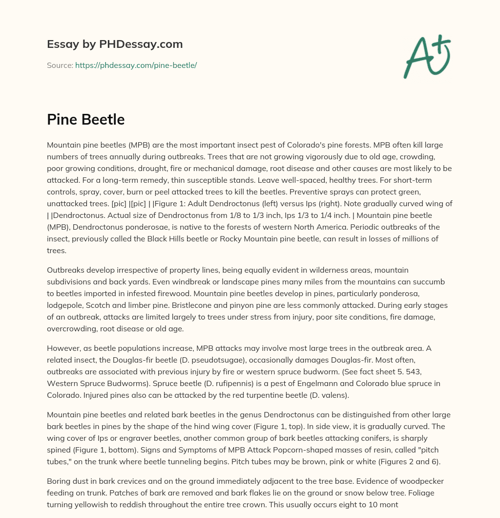 Controlling Mountain Pine Beetles in Colorado’s Pine Forests essay