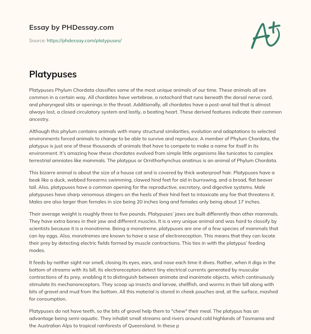 Phylum Chordata: Evolution and Adaptation of Unique Animals, Including the Platypus essay