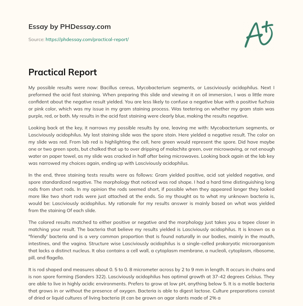 Practical Report essay