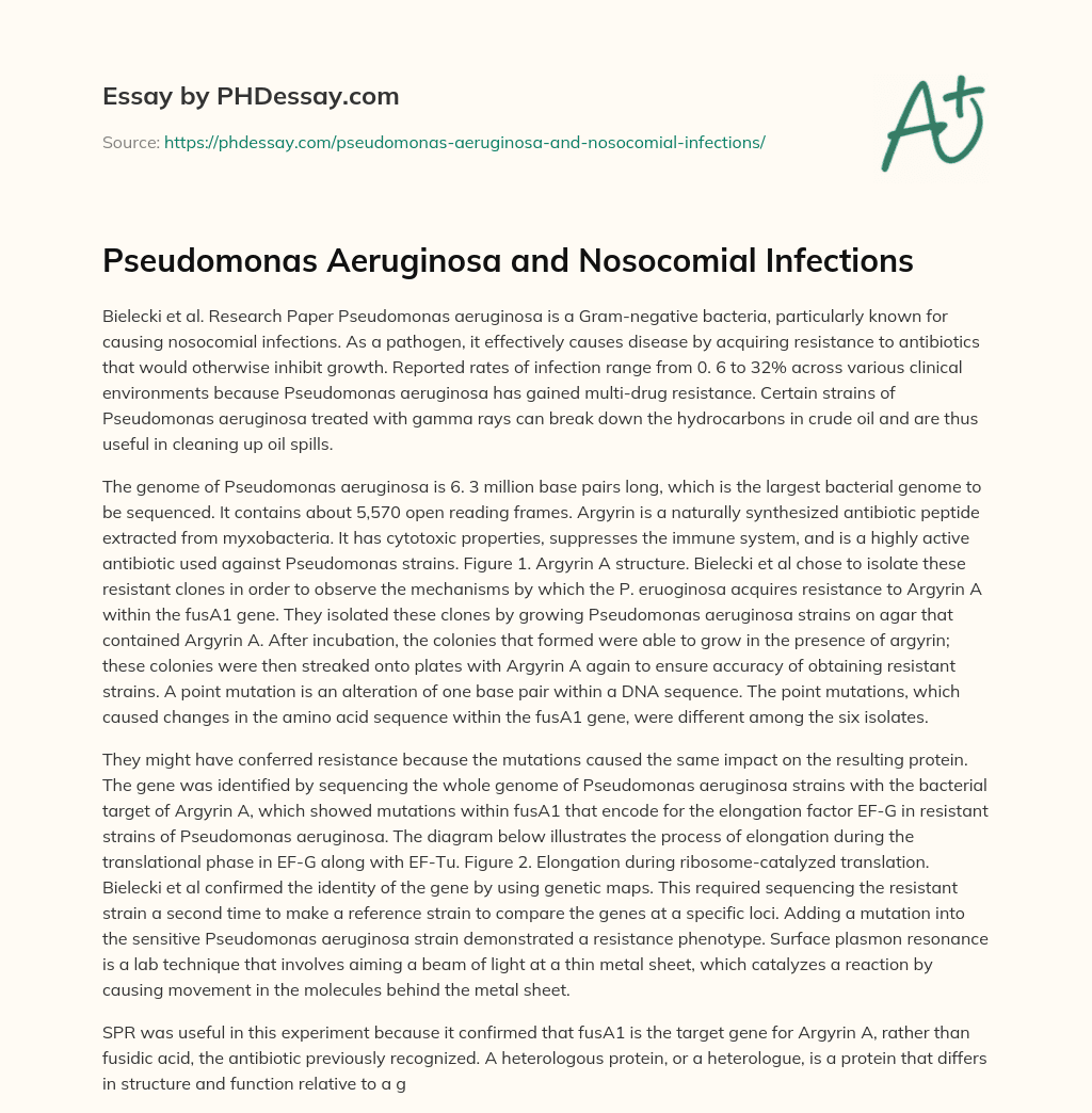 Pseudomonas Aeruginosa and Nosocomial Infections essay