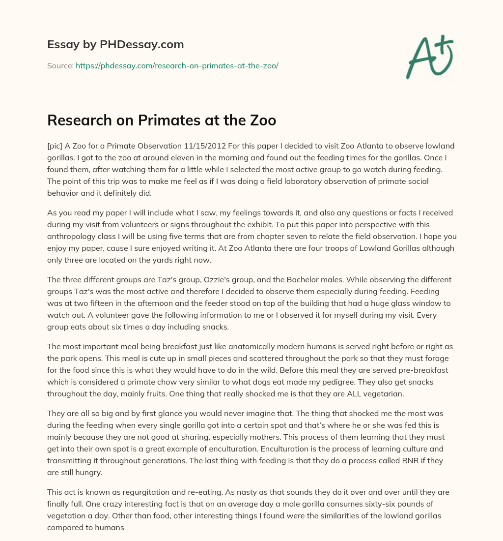 Research on Primates at the Zoo essay