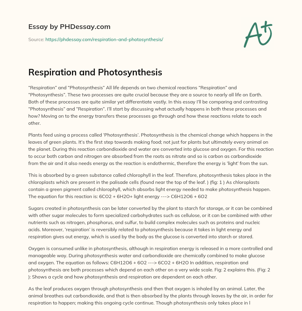 Respiration and Photosynthesis essay