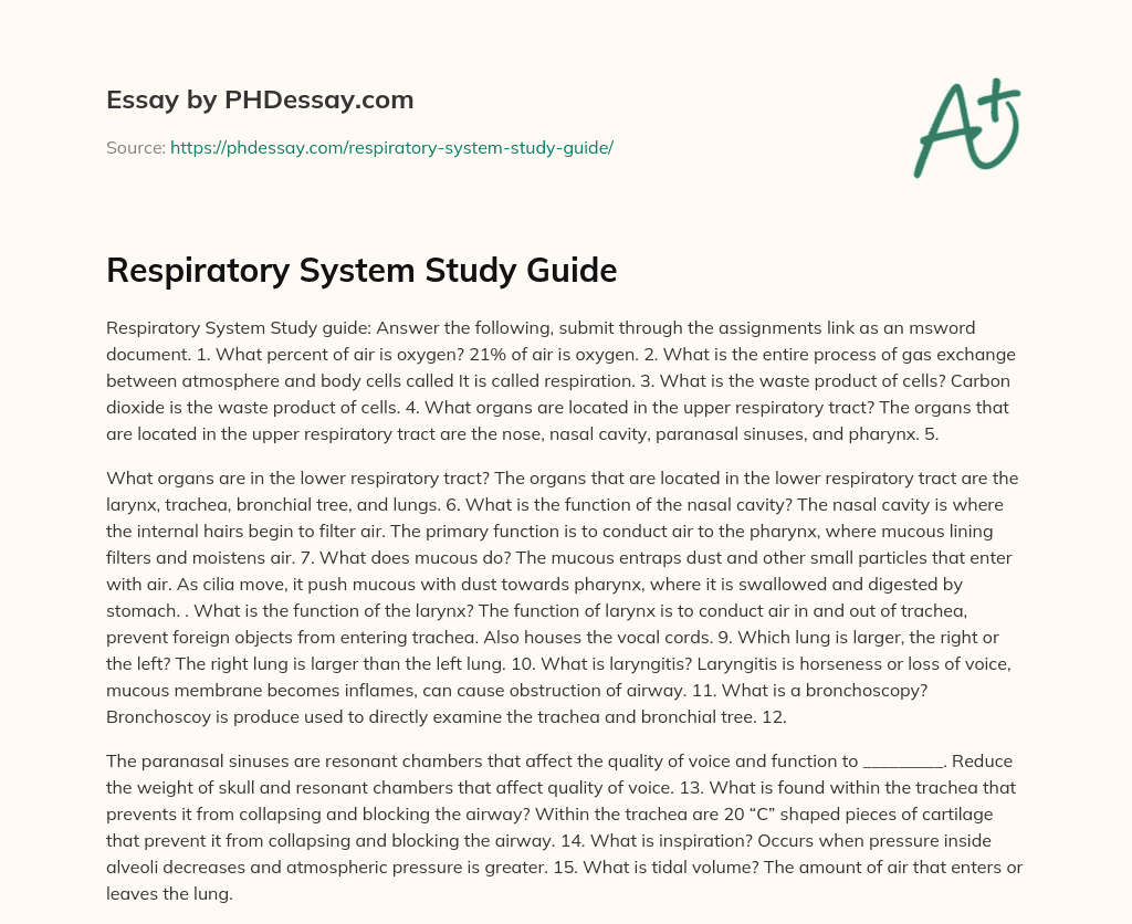 respiratory system summary essay