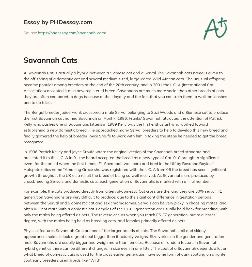 Savannah Cats essay