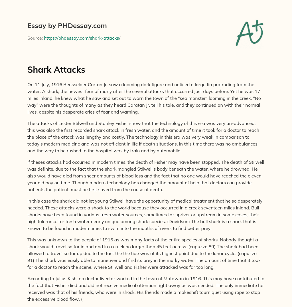 Shark Attacks essay