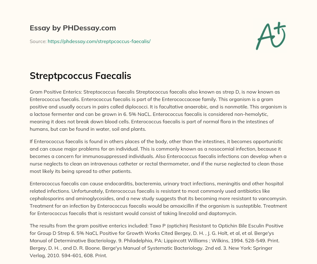 Streptpcoccus Faecalis essay