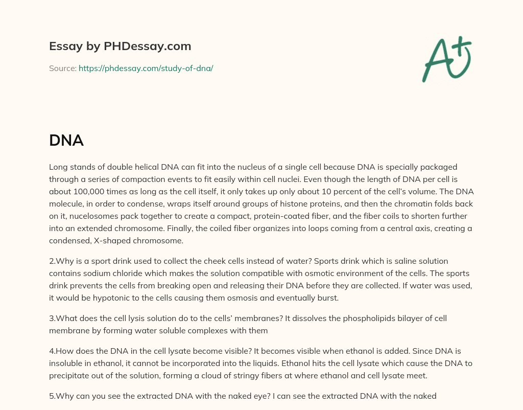 Packaging of DNA in Cells essay