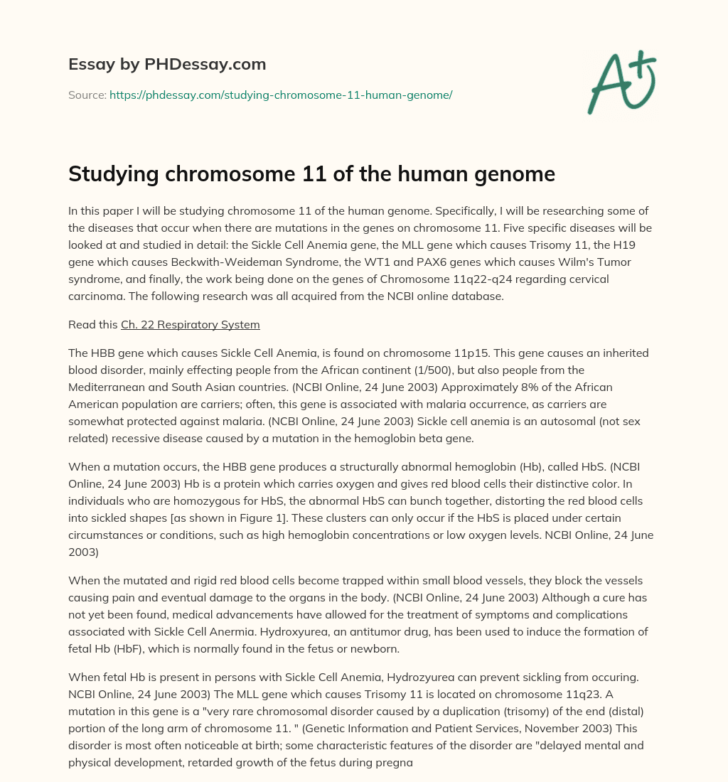 Studying chromosome 11 of the human genome essay