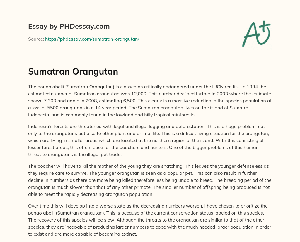 Sumatran Orangutan essay