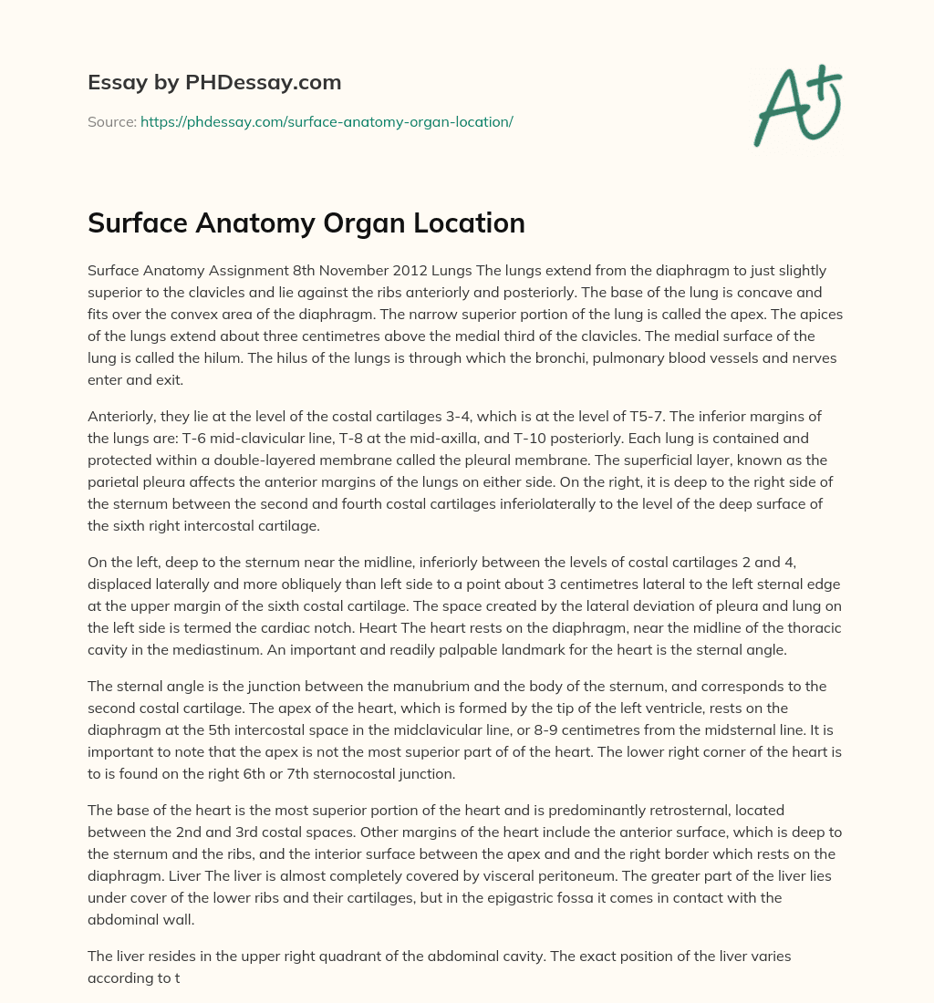 Surface Anatomy Organ Location essay