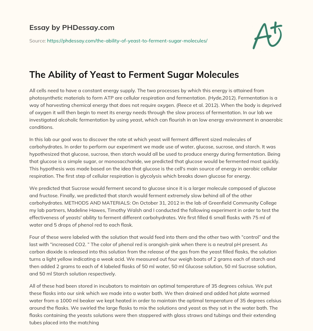 The Ability of Yeast to Ferment Sugar Molecules essay