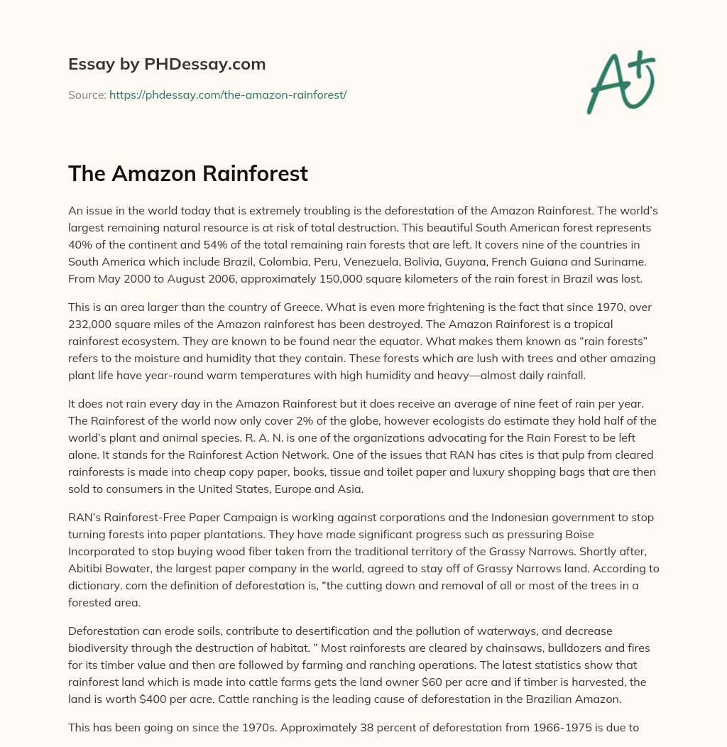 The Amazon Rainforest essay