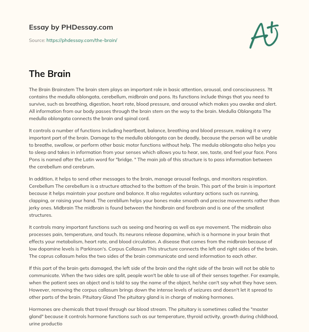 The Importance of the Brainstem: Controlling Basic Functions and Arousal essay