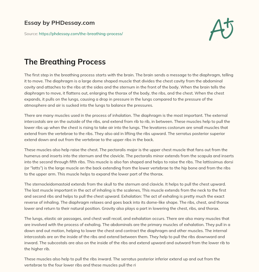 essay on process of breathing