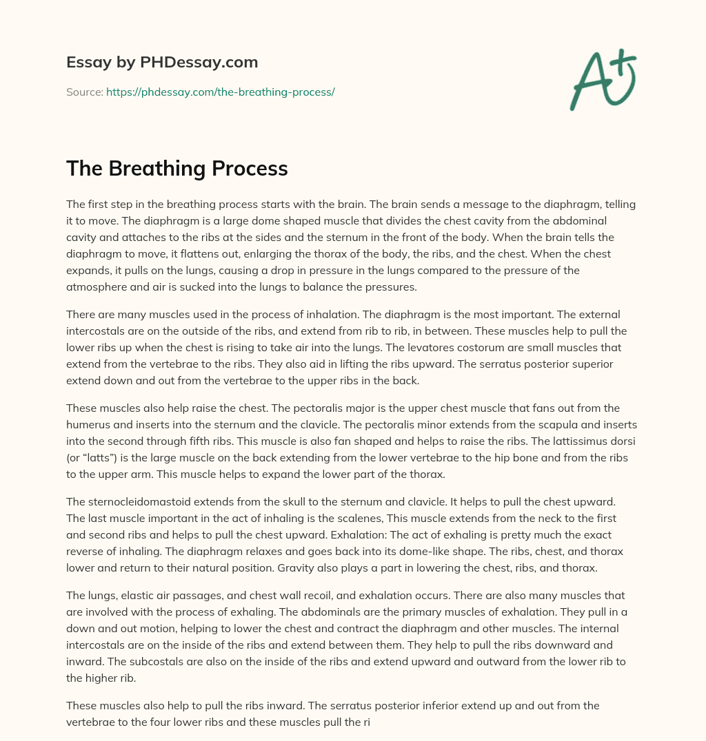 essay about process of breathing