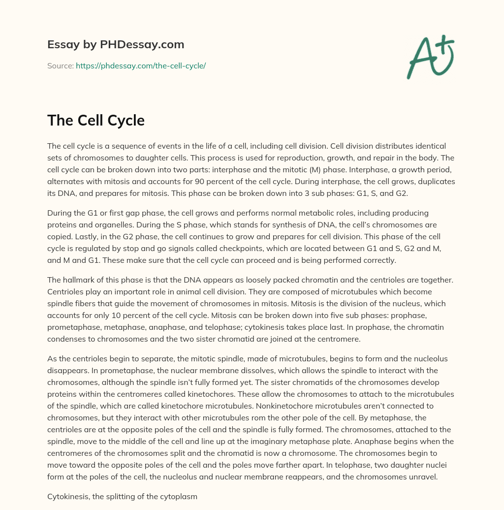 The Cell Cycle essay