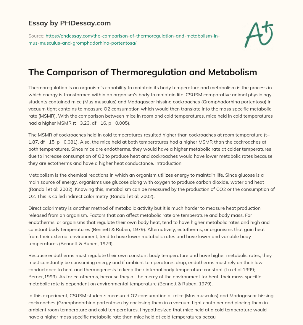 The Comparison of Thermoregulation and Metabolism essay