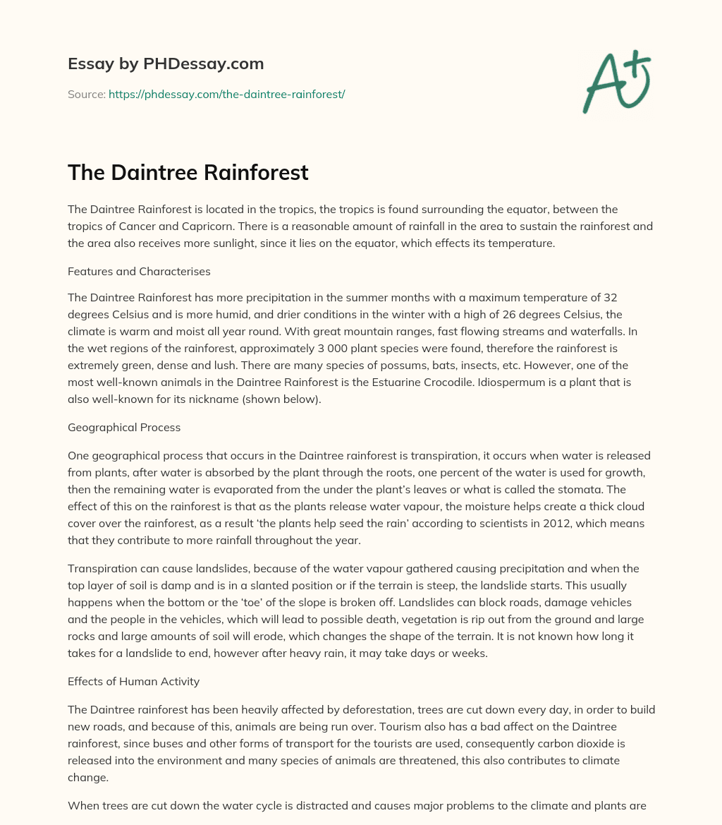 The Daintree Rainforest essay