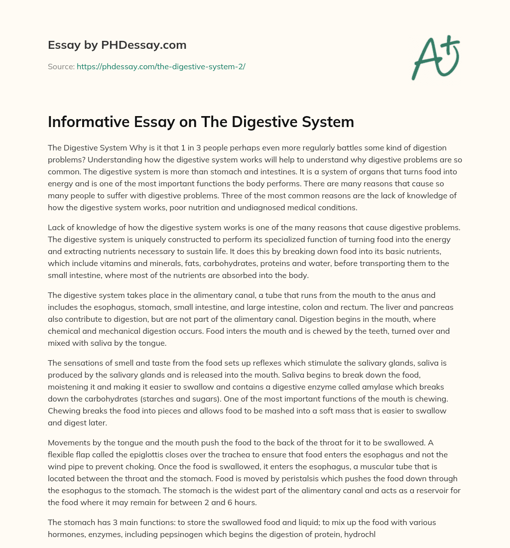 essay on how the digestive system works