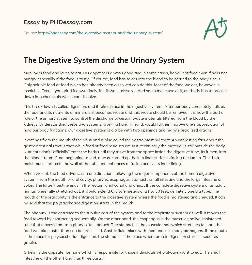 The Digestive System and the Urinary System essay