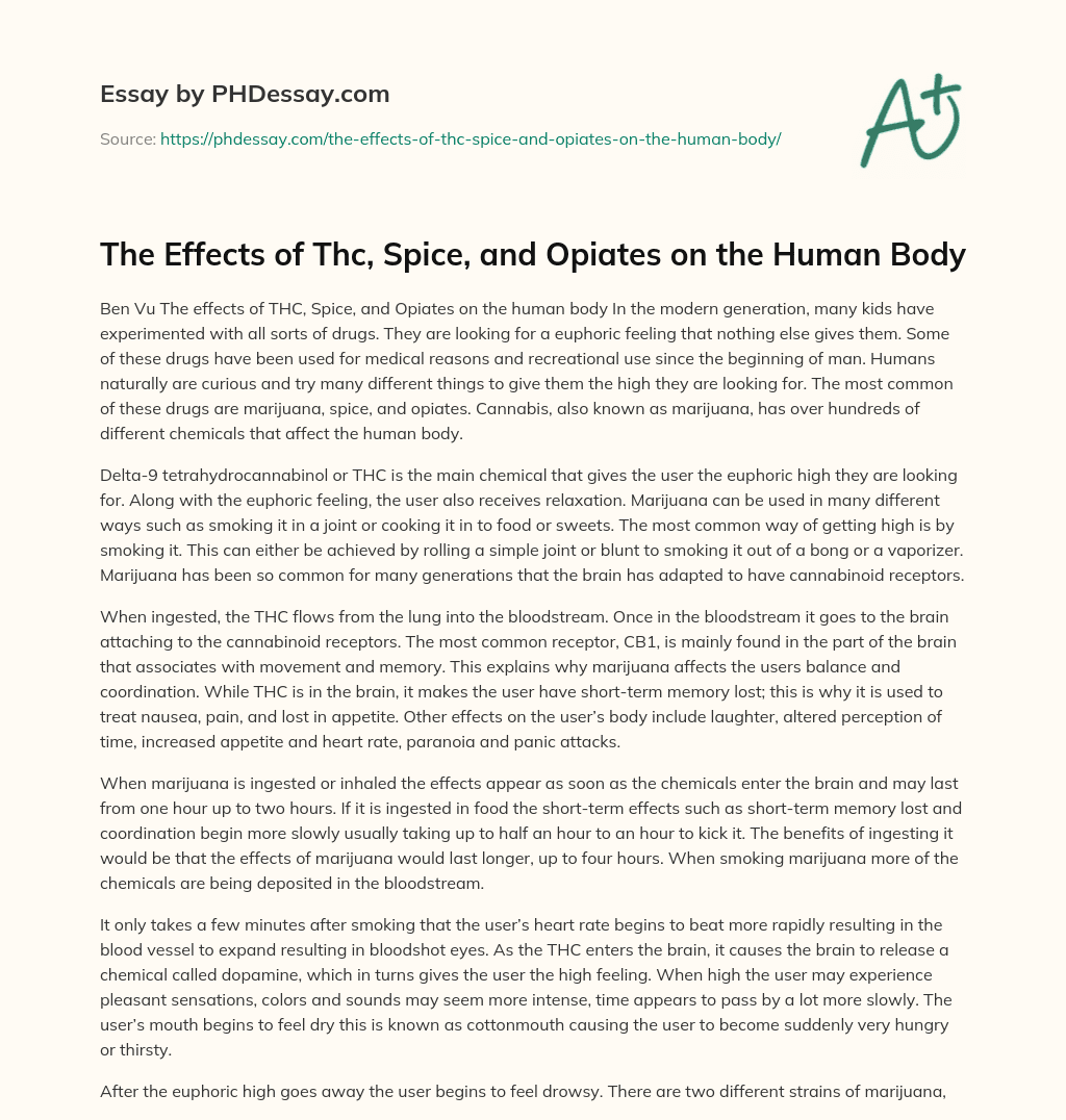 The Effects of Thc, Spice, and Opiates on the Human Body essay