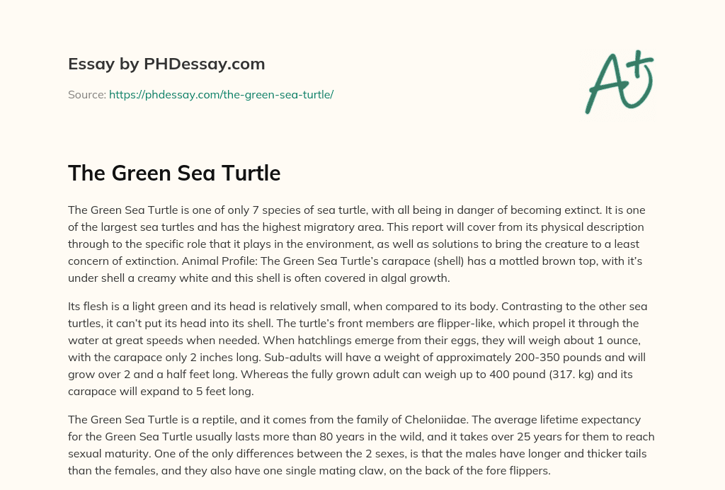 The Green Sea Turtle essay
