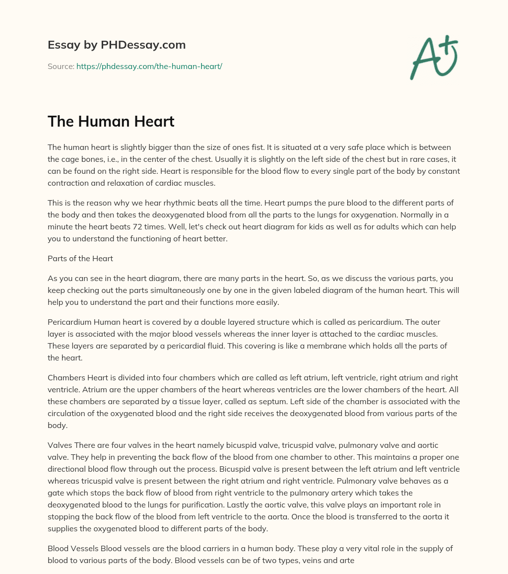 The Human Heart essay