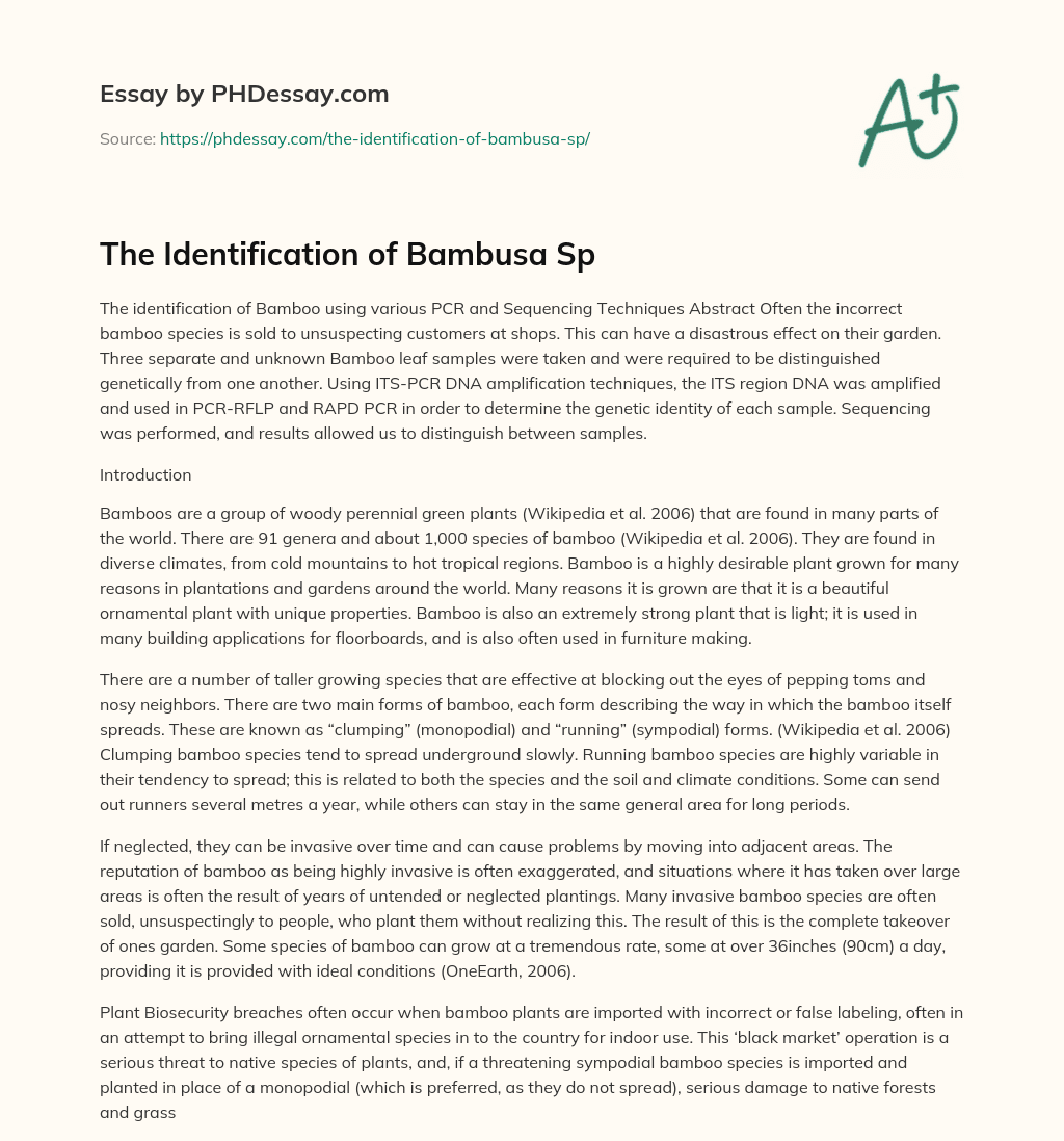 The Identification of Bambusa Sp essay