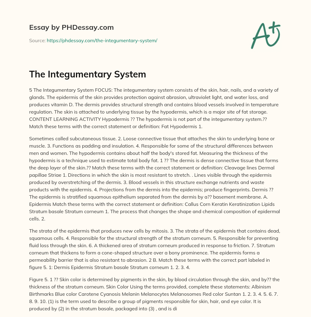 The Integumentary System essay