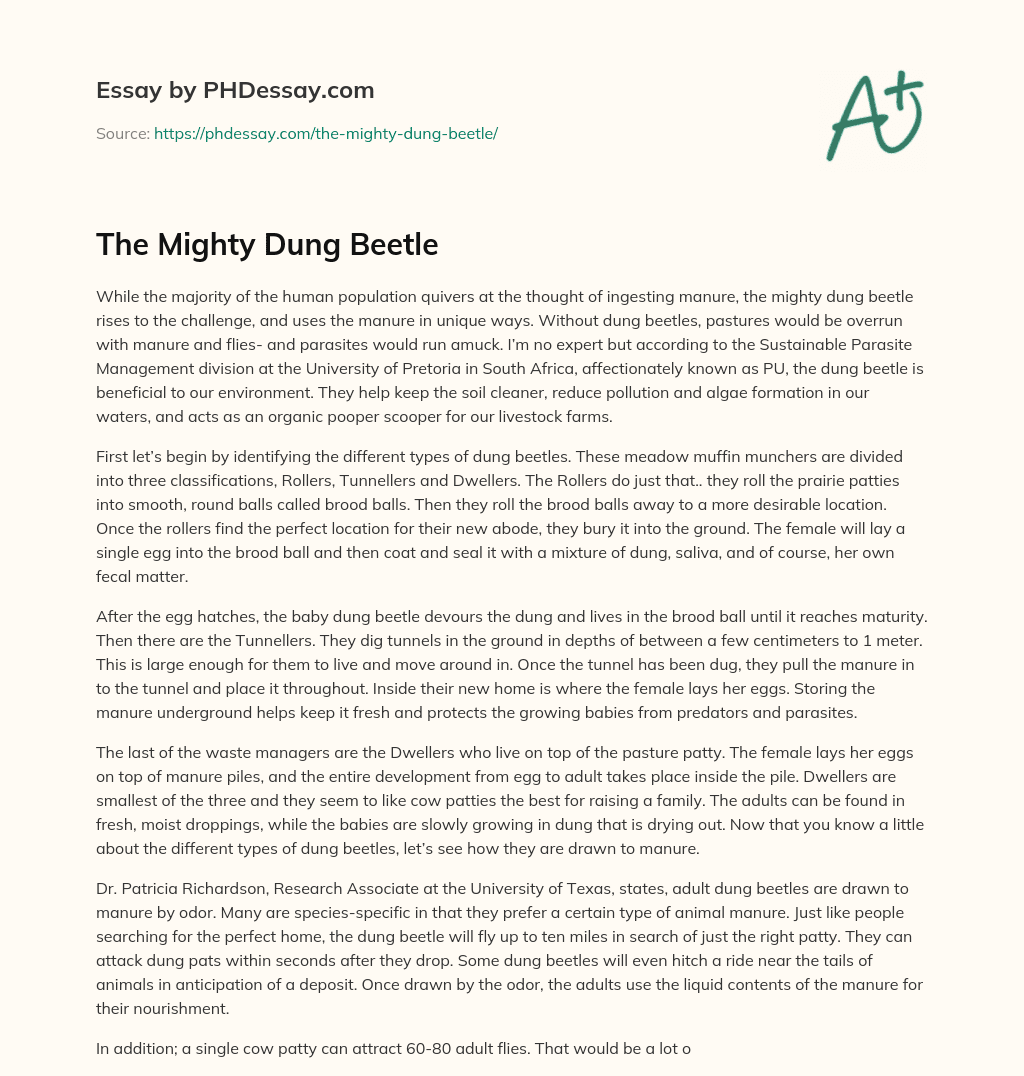 The Mighty Dung Beetle essay