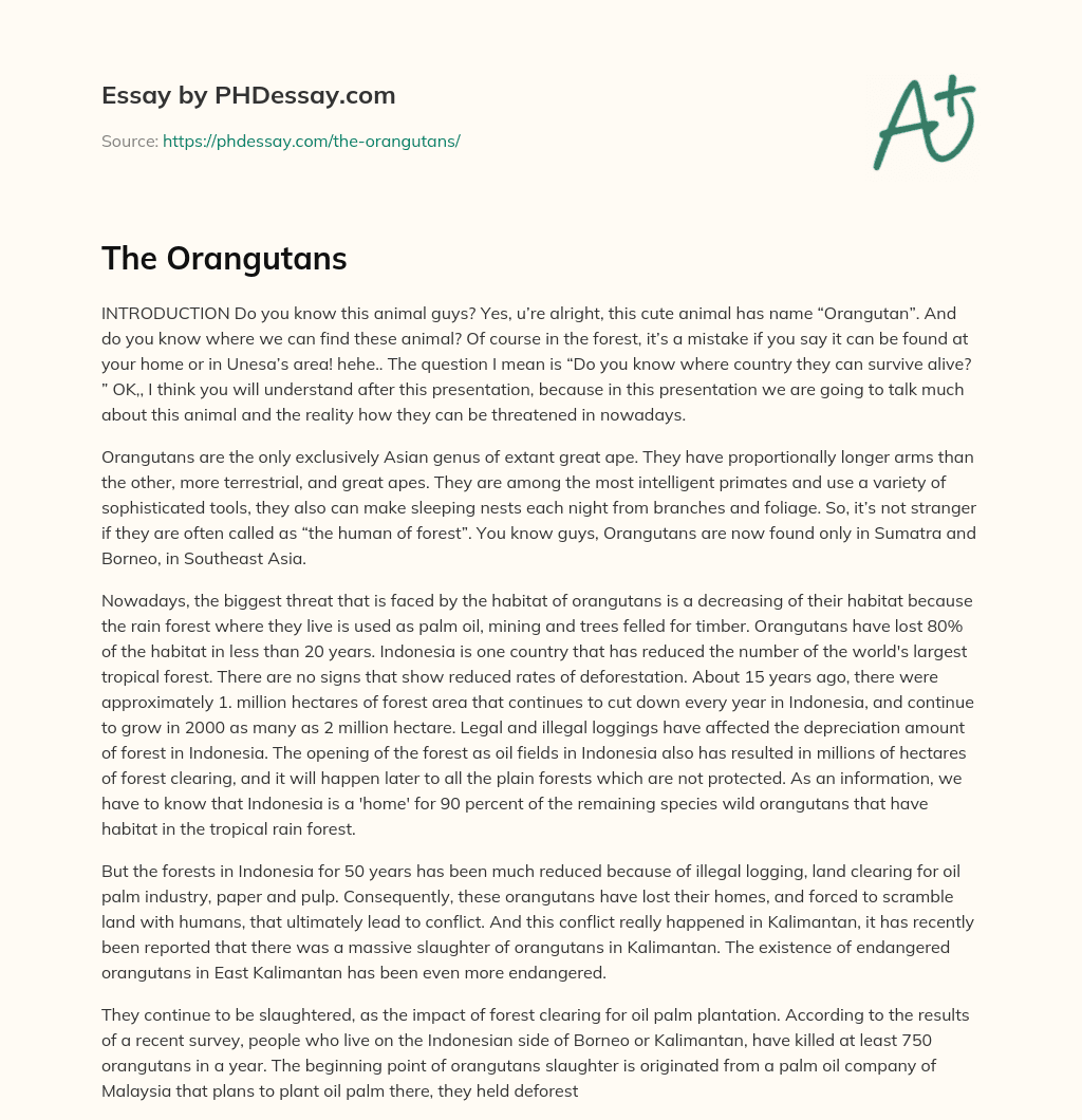 The Orangutans essay