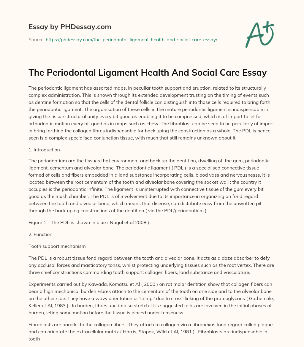The Periodontal Ligament Health And Social Care Essay essay