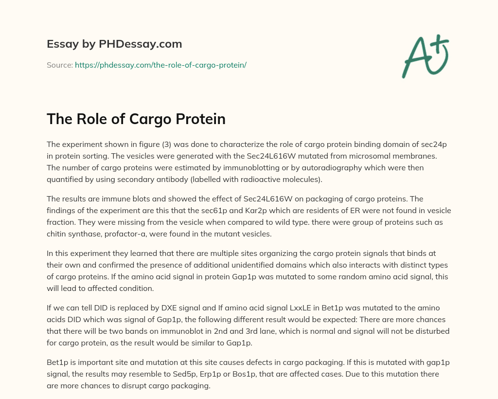 The Role of Cargo Protein (300 Words)