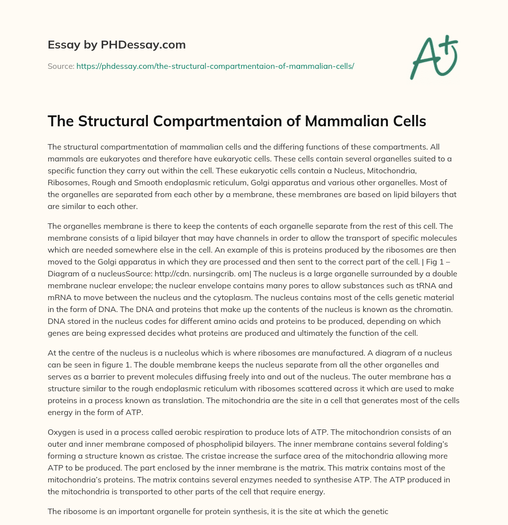 The Structural Compartmentaion of Mammalian Cells essay