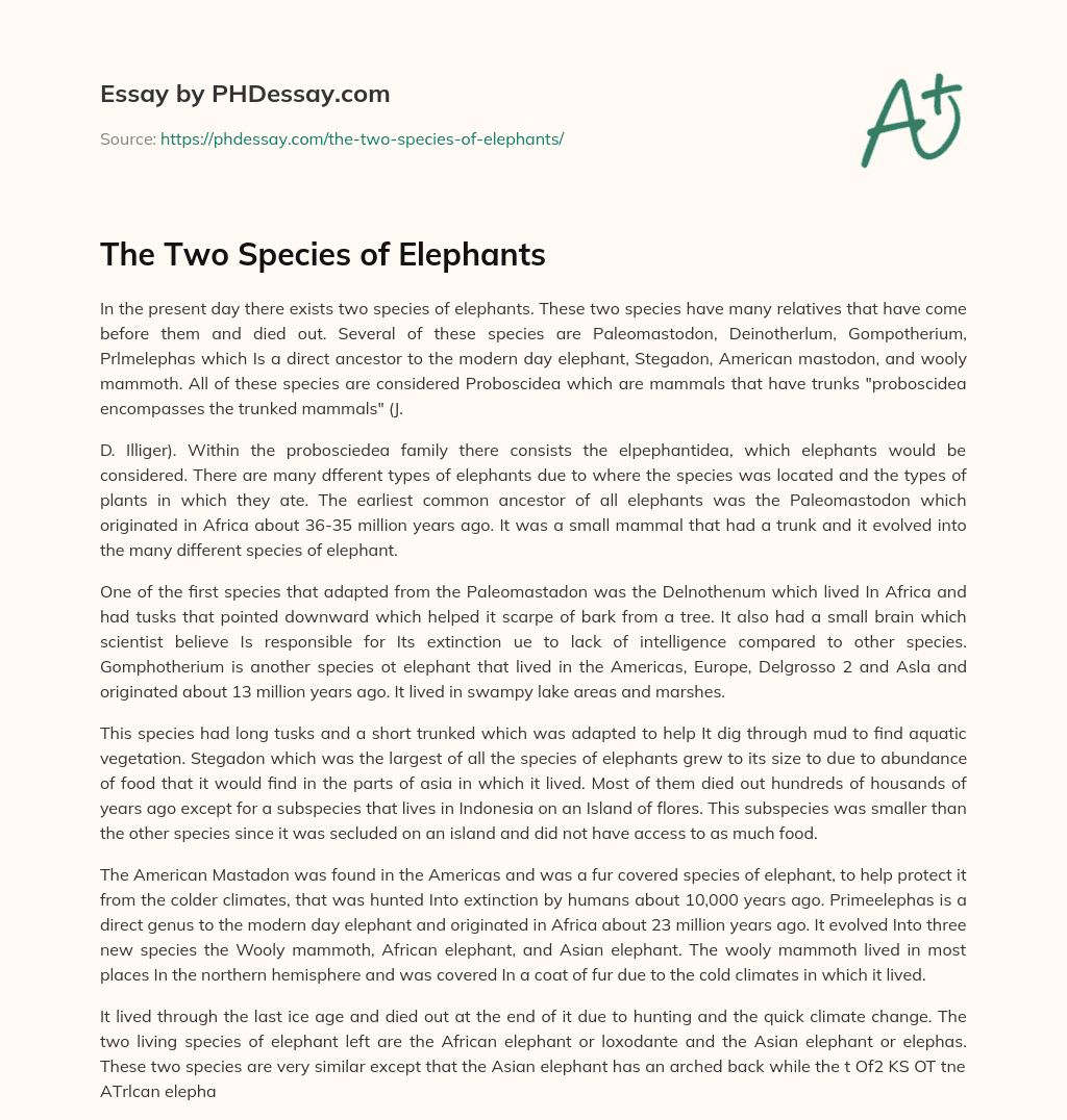 The Two Species of Elephants essay
