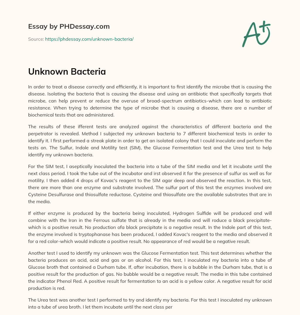 Unknown Bacteria essay