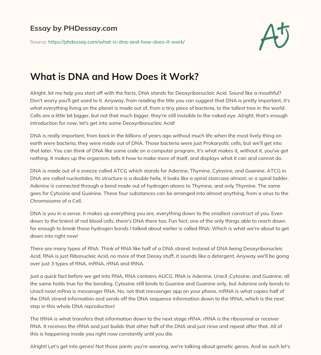 What is DNA and How Does it Work? essay