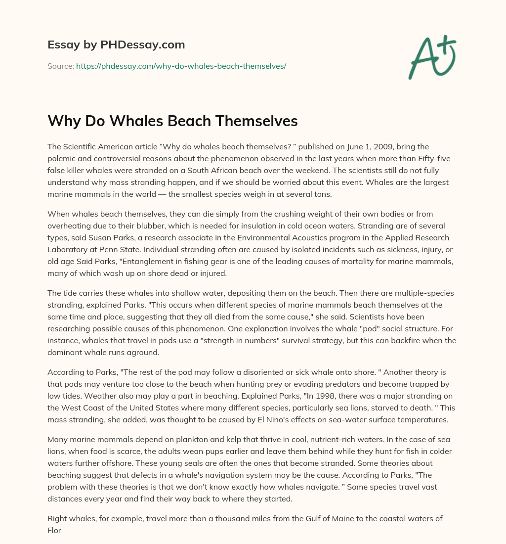 Why Do Whales Beach Themselves essay