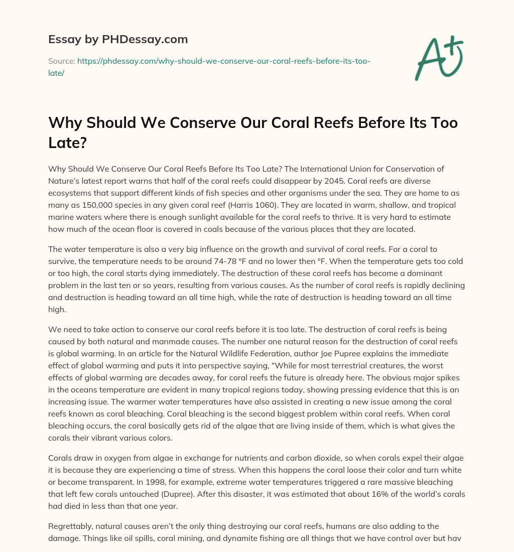 Why Should We Conserve Our Coral Reefs Before Its Too Late? essay