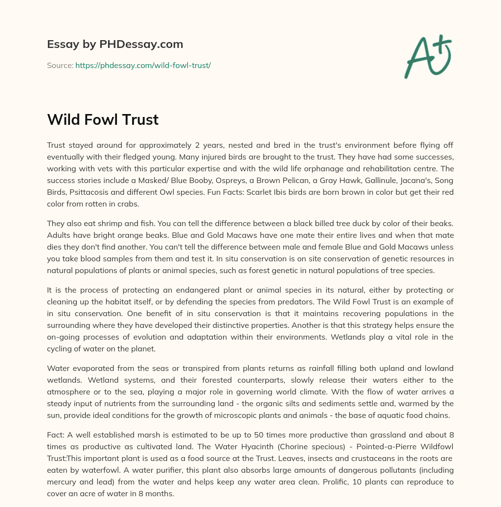 Wild Fowl Trust essay