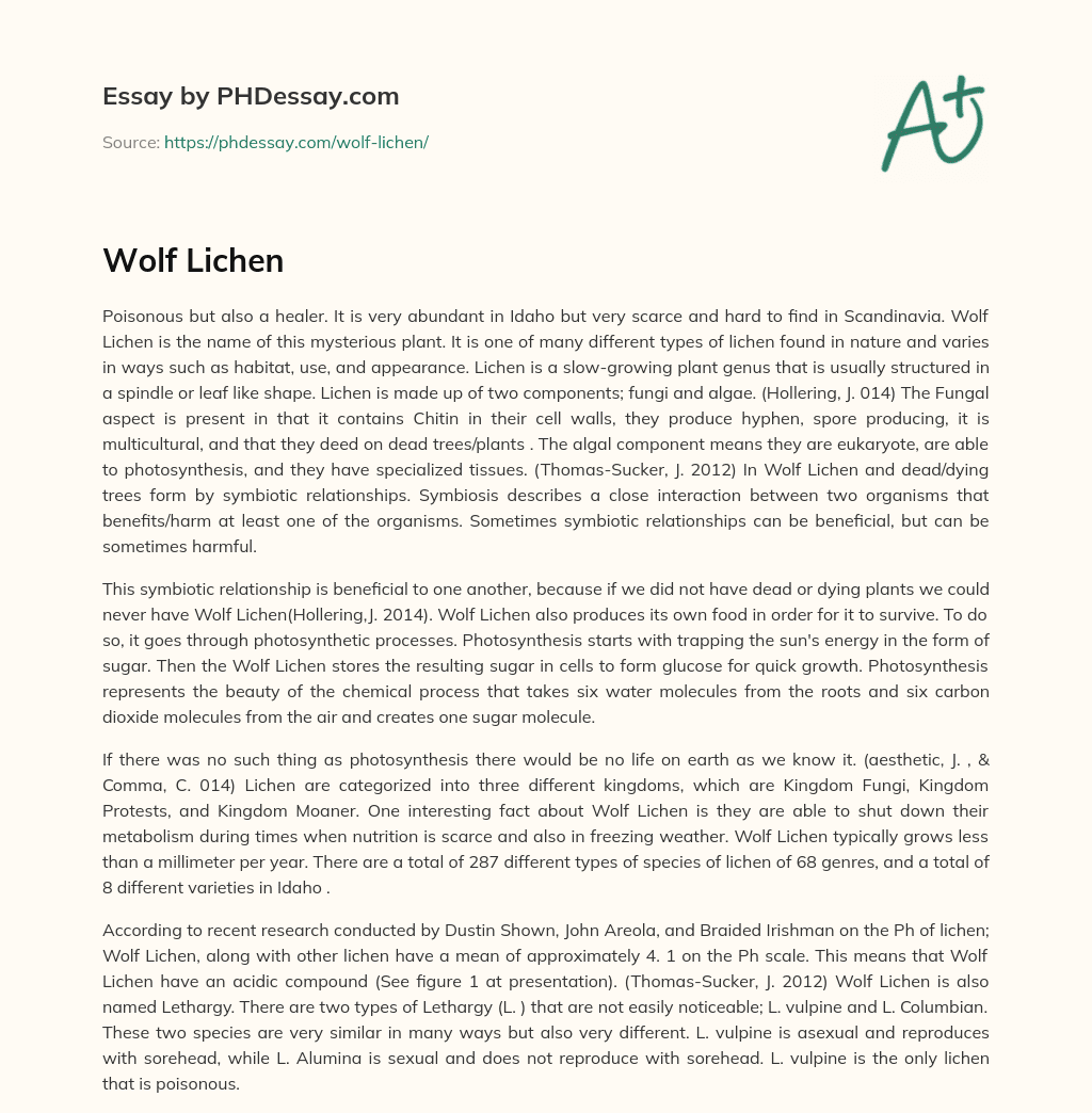 Wolf Lichen essay