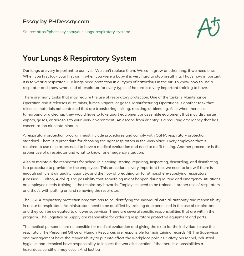 Your Lungs & Respiratory System essay