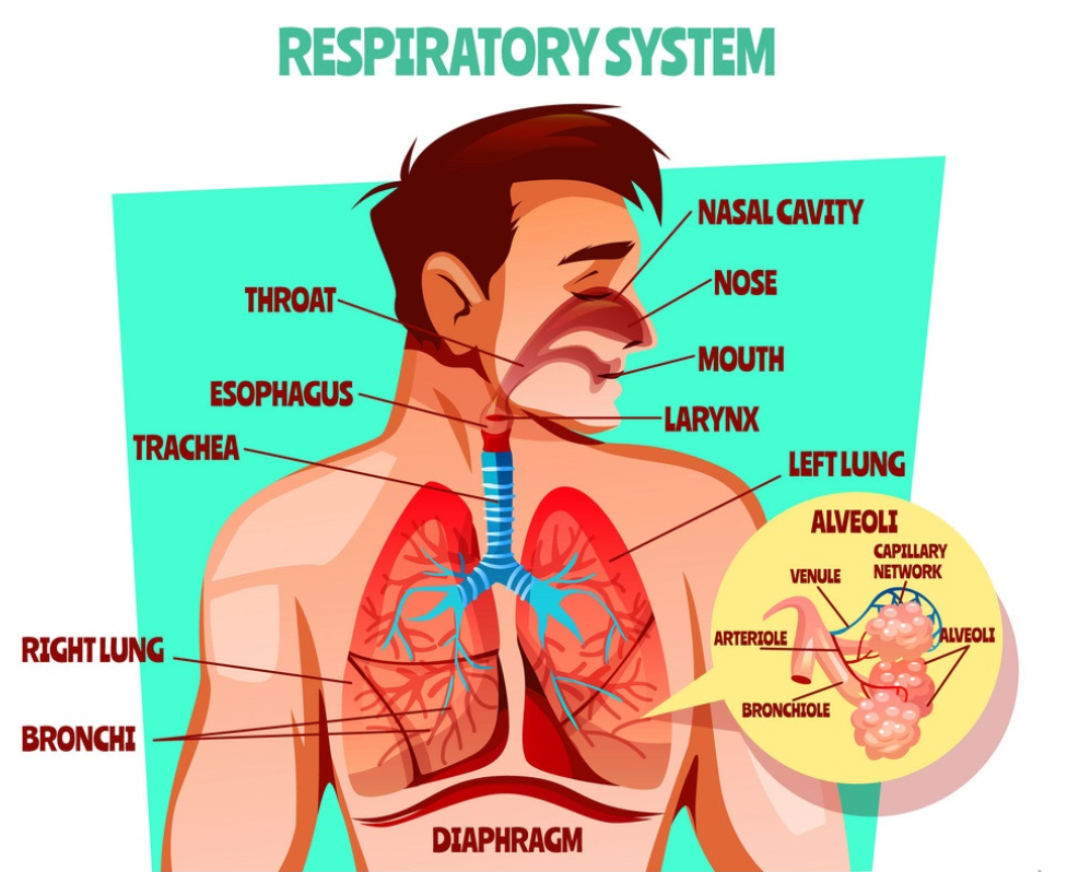 Respiratory system essay