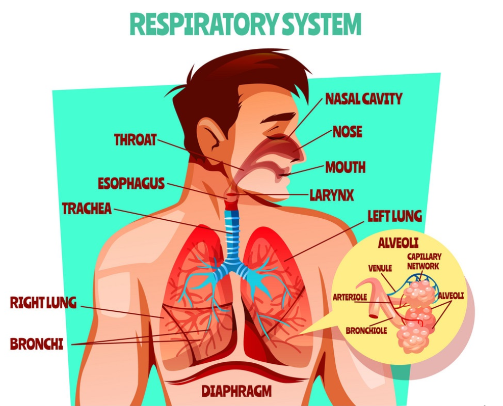 Human Respiratory System Essay 400 Words PHDessay