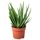 Aloe vera as hand sanitizer research paper pdf picture