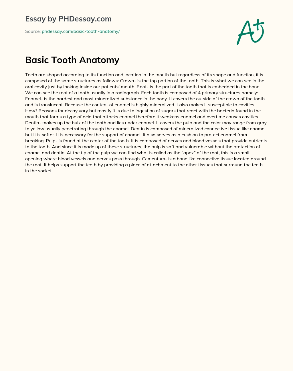 Basic Tooth Anatomy essay